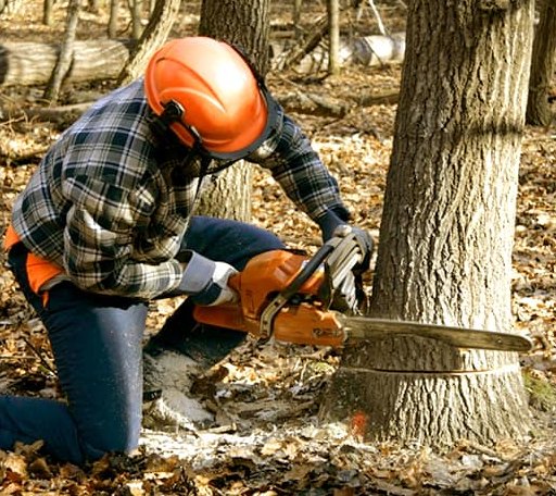 Tree Removal in Formoso, KS